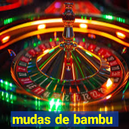 mudas de bambu